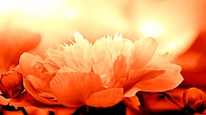 Heavenly Peony Orange